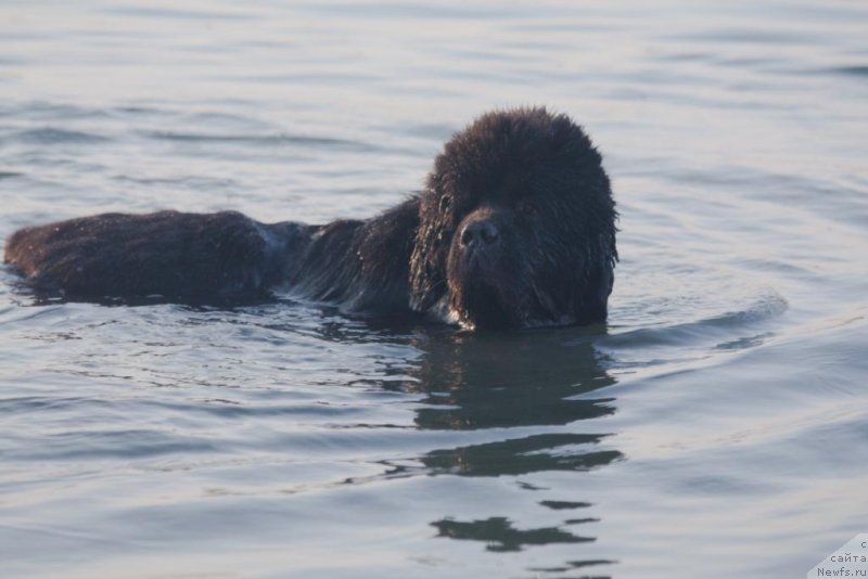 Фото: ньюфаундленд Knyaz Dodon s Berega Dona (Князь Додон с Берега Дона)