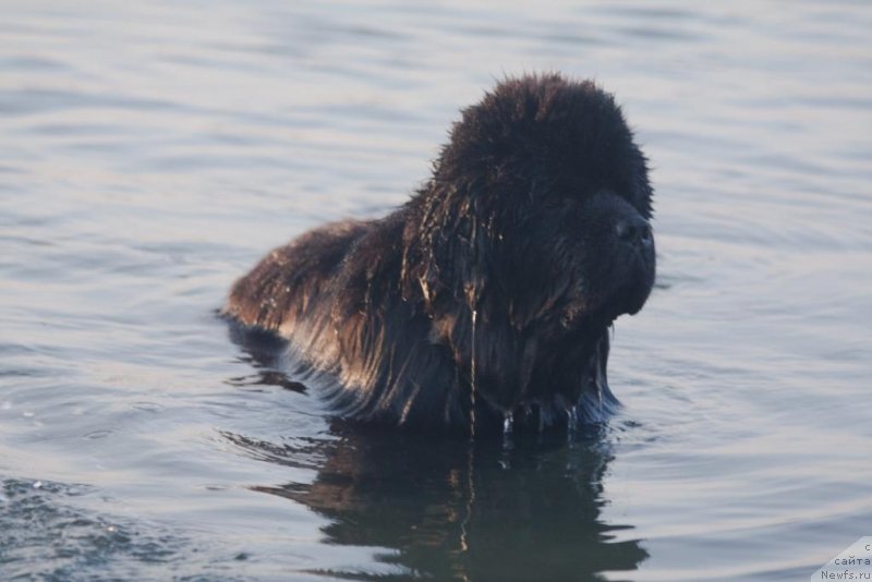 Фото: ньюфаундленд Knyaz Dodon s Berega Dona (Князь Додон с Берега Дона)