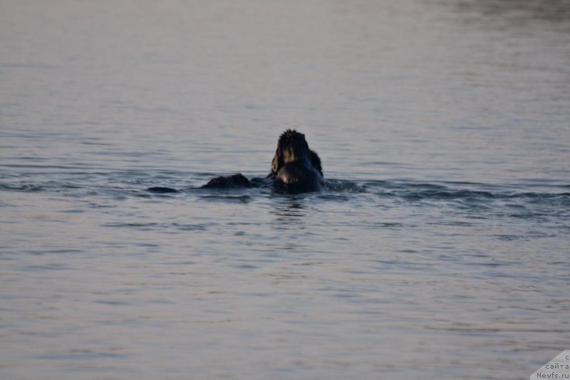 Фото: ньюфаундленд Beguschaya po Volnam Elegant Elizabeth (Бегущая по Волнам Елегант Елизабетх), ньюфаундленд Knyaz Dodon s Berega Dona (Князь Додон с Берега Дона)