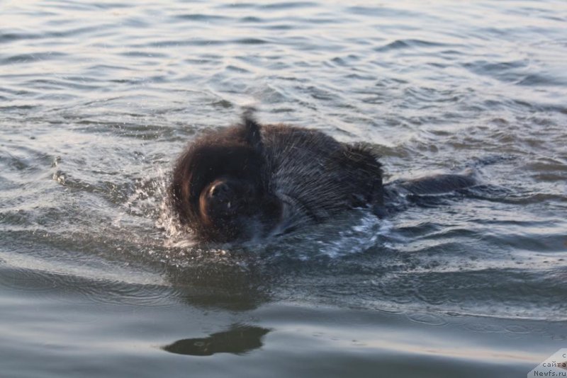Фото: ньюфаундленд Beguschaya po Volnam Elegant Elizabeth (Бегущая по Волнам Елегант Елизабетх), ньюфаундленд Knyaz Dodon s Berega Dona (Князь Додон с Берега Дона)