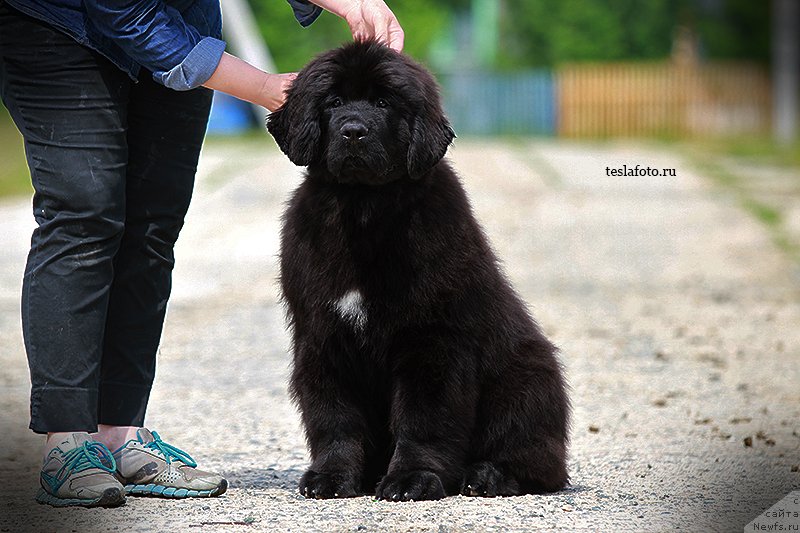 Фото: ньюфаундленд Aquatoriya Kelvin Schedrost Fortuny (Акватория Келвин Щедрость Фортуны)