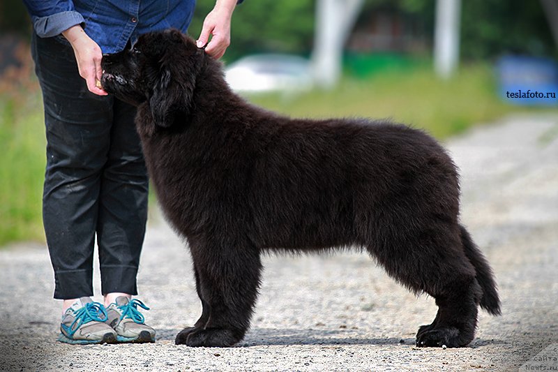 Фото: ньюфаундленд Aquatoriya Kelvin Schedrost Fortuny (Акватория Келвин Щедрость Фортуны)