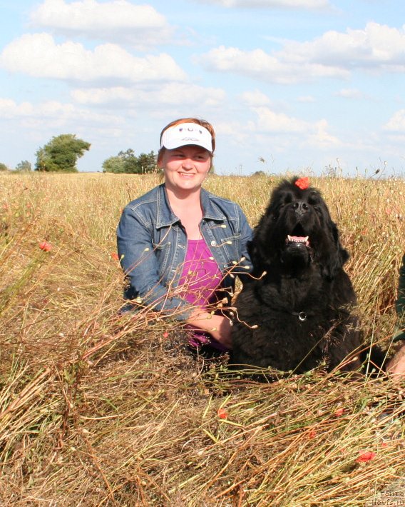 Фото: ньюфаундленд Vell Spirit Lillit (Велл Спирит Лилит)