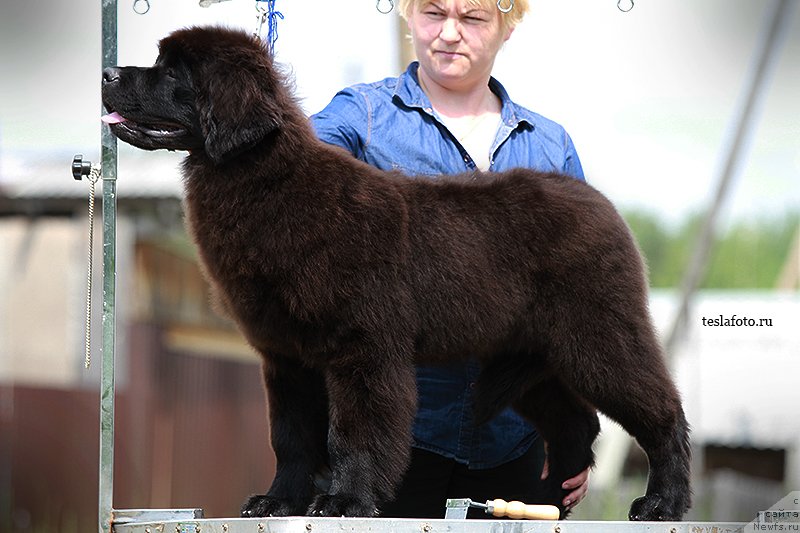 Фото: ньюфаундленд Aquatoriya Kelvin Sharliz (Акватория Келвин Шарлиз)