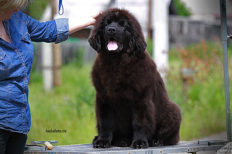 Фото: ньюфаундленд Aquatoriya Kelvin Sharliz (Акватория Келвин Шарлиз)
