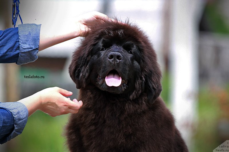 Фото: ньюфаундленд Aquatoriya Kelvin Sharliz (Акватория Келвин Шарлиз)