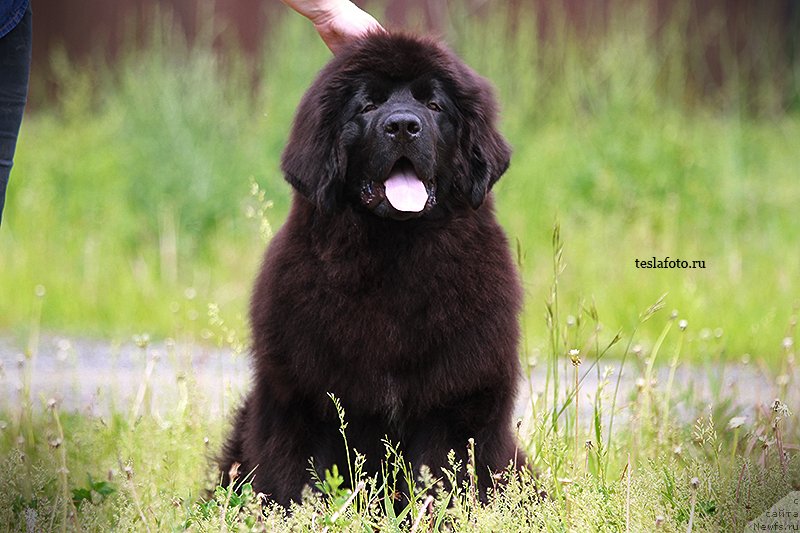 Фото: ньюфаундленд Akvatoriya Kelvin SHlyager (Акватория Келвин Шлягер)