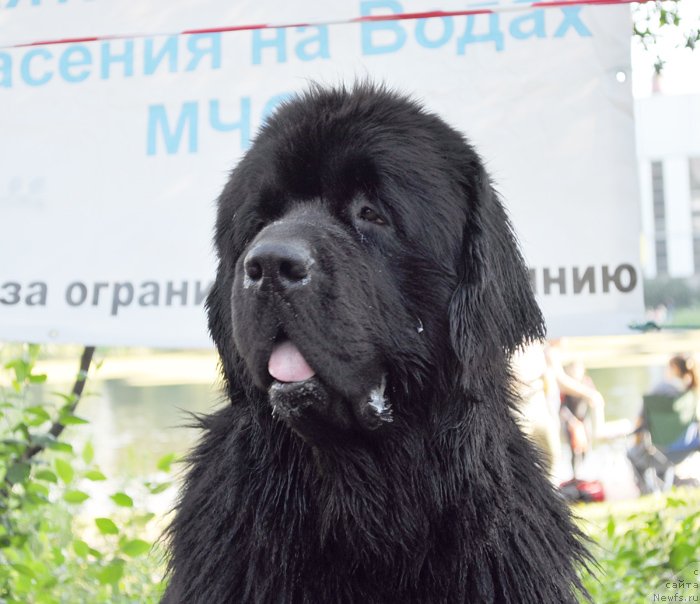 Фото: ньюфаундленд Beguschaya po Volnam Deal Me In (Бегущая по Волнам Деал Ме Ин)