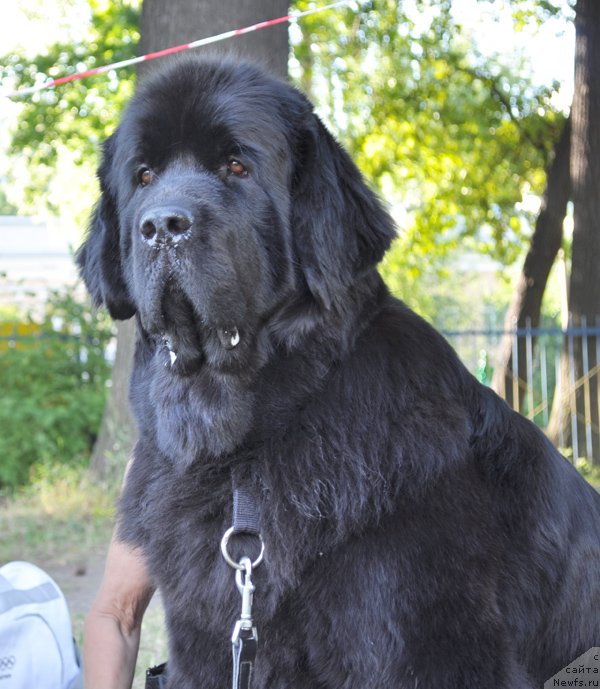 Фото: ньюфаундленд Beguschaya po Volnam Harizma (Бегущая по Волнам Харизма)