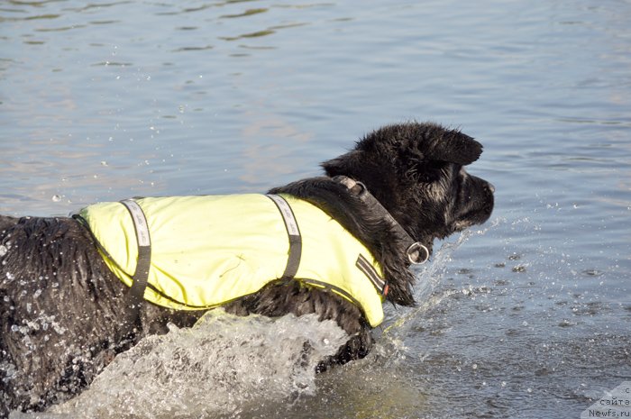 Фото: ньюфаундленд Beguschaya po Volnam Harizma (Бегущая по Волнам Харизма)