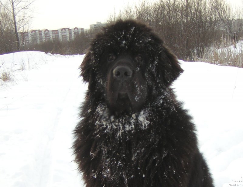 Фото: ньюфаундленд Kiper Soul Layon Hyeert (Кипер Соул Лайон Хэерт)