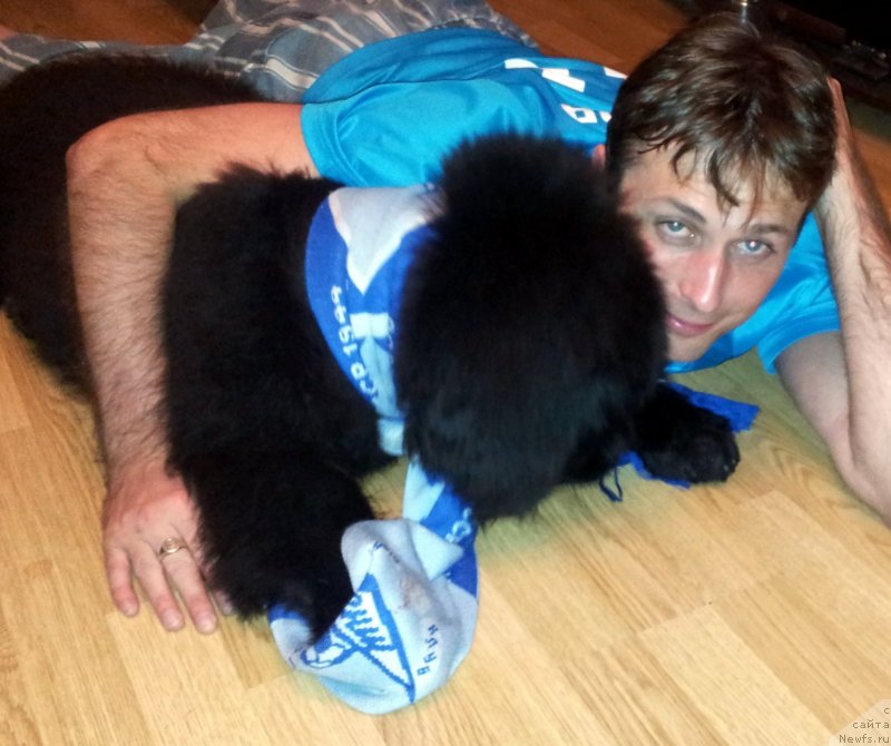 Фото: ньюфаундленд Beguschaya po Volnam Esperanto Etulo CHui (Бегущая по Волнам Есперанто Етуло Чуи)