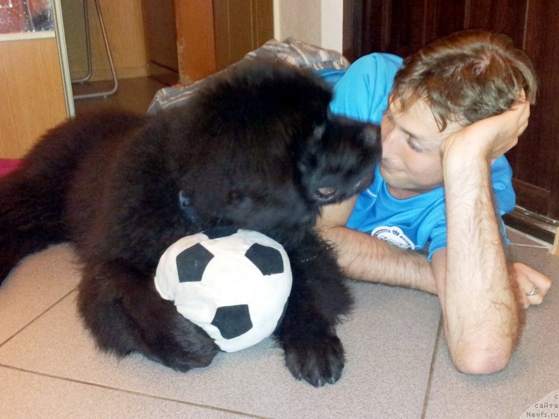 Фото: ньюфаундленд Beguschaya po Volnam Esperanto Etulo CHui (Бегущая по Волнам Есперанто Етуло Чуи)