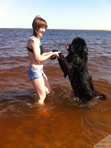 Фото: Anna Masal'skaya (Анна Масальская), ньюфаундленд Akvian Song Insayd Mi Vord (Аквиан Сонг Инсайд Ми Ворд)