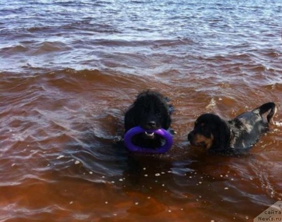 Фото: ньюфаундленд Akvian Song Insayd Mi Vord (Аквиан Сонг Инсайд Ми Ворд)