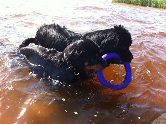 Фото: ньюфаундленд Akvian Song Insayd Mi Vord (Аквиан Сонг Инсайд Ми Ворд)