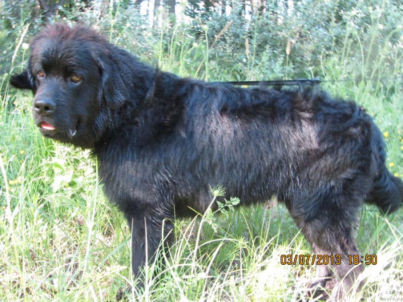 Фото: ньюфаундленд CHinua Dekam Laki Dyevil (Чинуа Декам Лаки Дэвил)