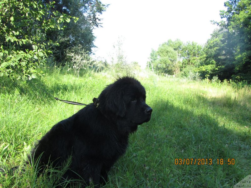 Фото: ньюфаундленд CHinua Dekam Laki Dyevil (Чинуа Декам Лаки Дэвил)