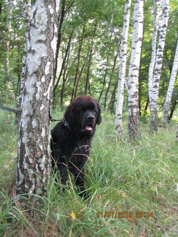 Фото: ньюфаундленд CHinua Dekam Laki Dyevil (Чинуа Декам Лаки Дэвил)