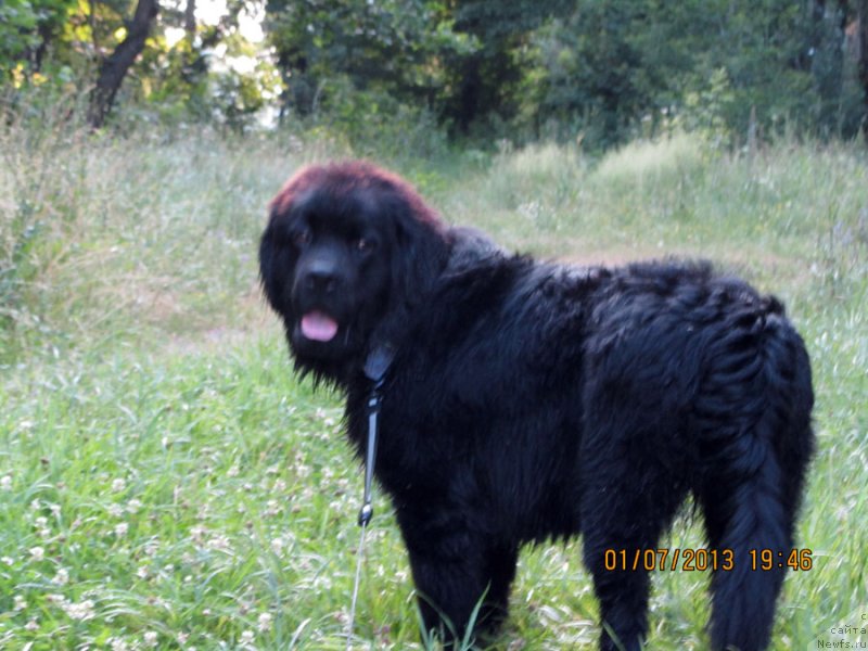 Фото: ньюфаундленд CHinua Dekam Laki Dyevil (Чинуа Декам Лаки Дэвил)
