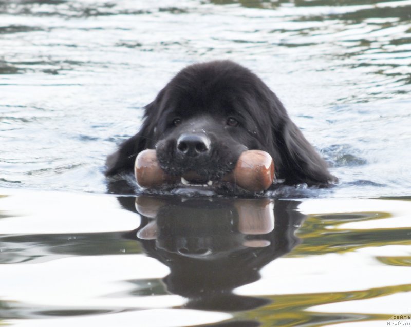 Фото: ньюфаундленд Beguschaya po Volnam Doyuble Dare (Бегущая по Волнам Доюбле Даре)