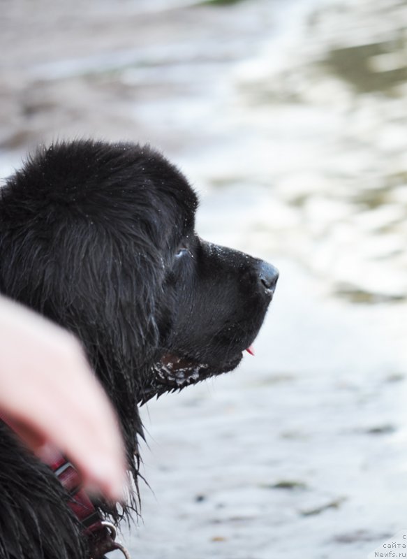 Фото: ньюфаундленд Beguschaya po Volnam Doyuble Dare (Бегущая по Волнам Доюбле Даре)