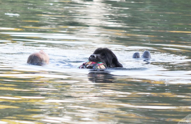 Фото: ньюфаундленд Beguschaya po Volnam Doyuble Dare (Бегущая по Волнам Доюбле Даре), Anita Badjadj (Анита Баджадж)