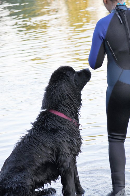 Фото: ньюфаундленд Beguschaya po Volnam Doyuble Dare (Бегущая по Волнам Доюбле Даре)
