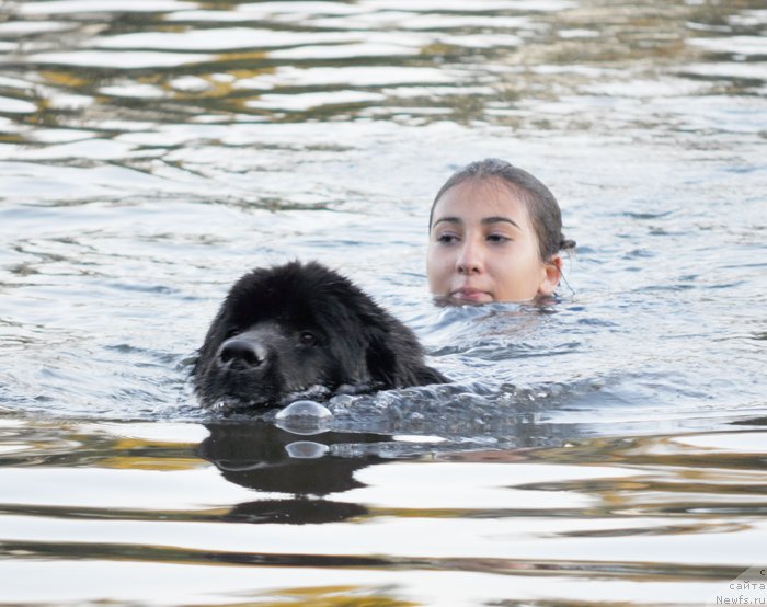 Фото: ньюфаундленд Beguschaya po Volnam Doyuble Dare (Бегущая по Волнам Доюбле Даре), Anita Badjadj (Анита Баджадж)