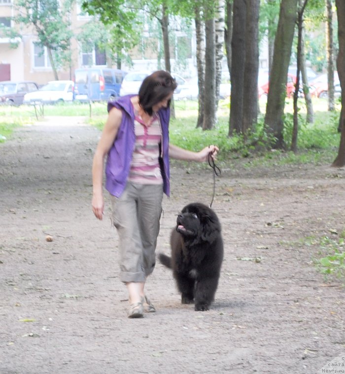 Фото: ньюфаундленд Beguschaya po Volnam Esperanto Etulo CHui (Бегущая по Волнам Есперанто Етуло Чуи)