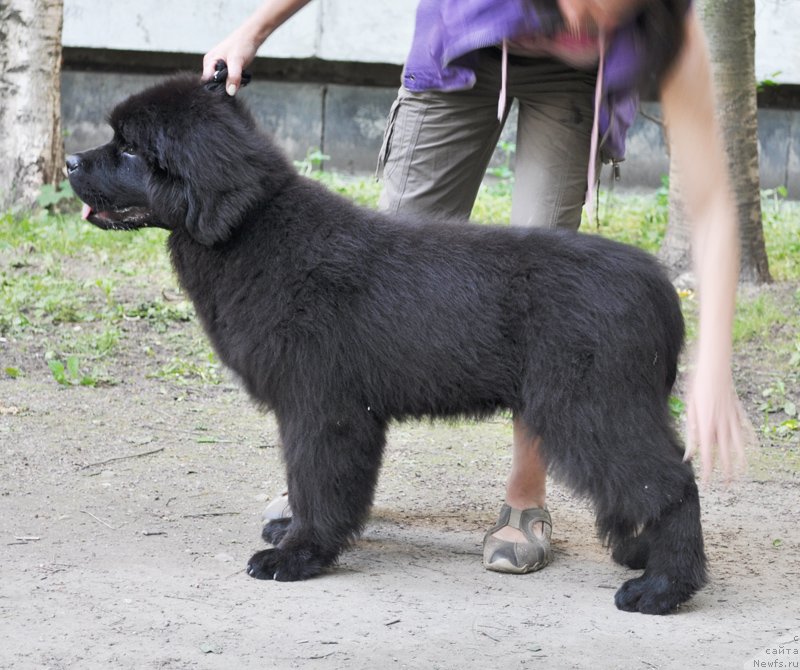 Фото: ньюфаундленд Beguschaya po Volnam Esperanto Etulo CHui (Бегущая по Волнам Есперанто Етуло Чуи)