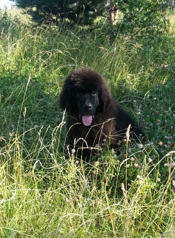 Фото: ньюфаундленд Chernaya Mafia Zesty Betty (Черная Мафия Зесту Бетту)