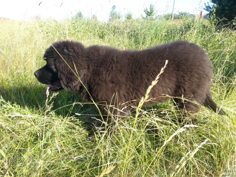 Фотография № 129983