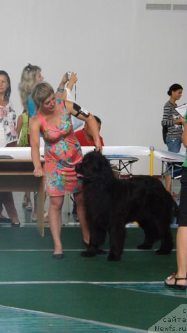 Фото: ньюфаундленд Vanilla Sky Lady Super Mishka, Svetlana Samborskaya (Светлана Самборская)