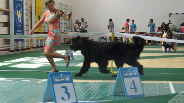 Фото: ньюфаундленд Vanilla Sky Lady Super Mishka