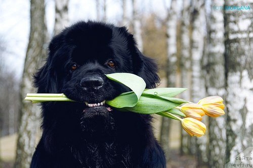 Фото: ньюфаундленд Tamlin Sub-Venio