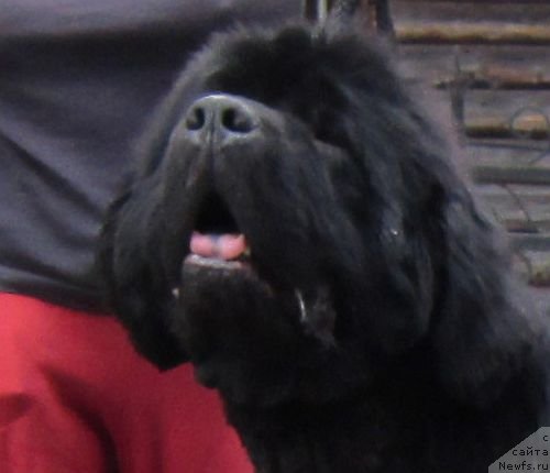 Фото: ньюфаундленд Dar Svezyi Basket of Roses (Дар Свезы Баскет оф Росес)