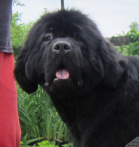 Фото: ньюфаундленд Dar Svezyi Basket of Roses (Дар Свезы Баскет оф Росес)