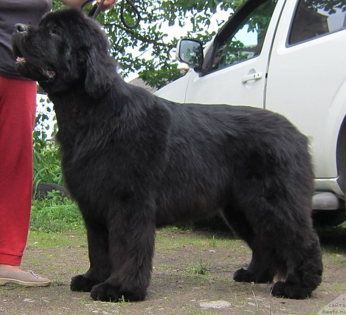 Фото: ньюфаундленд Dar Svezyi Basket of Roses (Дар Свезы Баскет оф Росес)