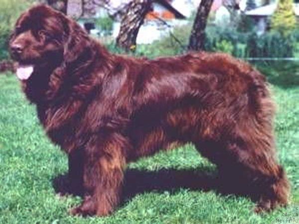 Фото: ньюфаундленд Yuma vom Riesrand