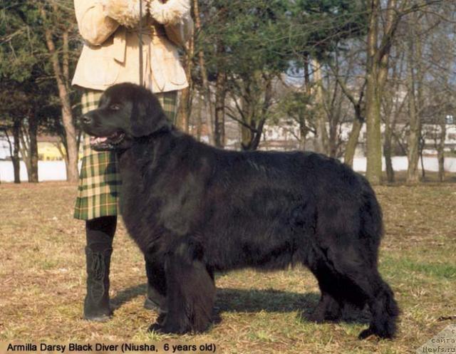 Фото: ньюфаундленд Armilla Darsi Blyek Dayver (Армилла Дарси Блэк Дайвер)