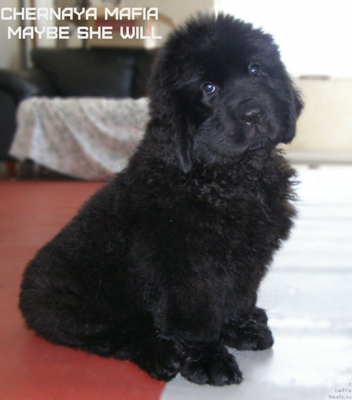 Фотография № 130004