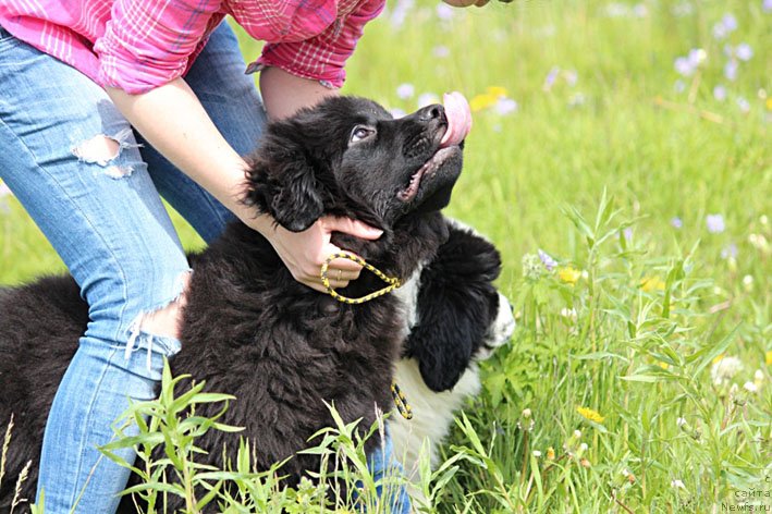 Фотография № 130021