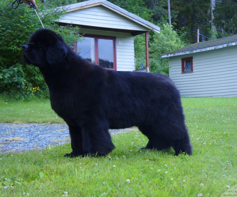 Фото: ньюфаундленд Skippers Only You for Smigar