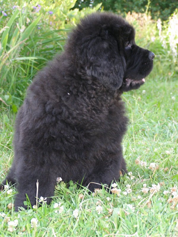 Фото: ньюфаундленд Chernaya Mafia Maybe She Will (Черная Мафия Маубе Ше Вилл)