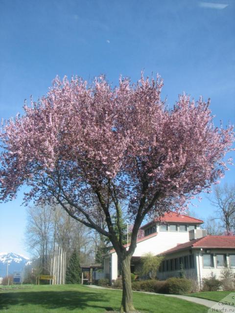 Фотография № 13003