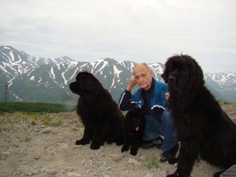 Фото: ньюфаундленд Sent Djons Tender Kiss of Elly (Сент Джонс Тендер Кисс оф Элли), ньюфаундленд Sent Djons Zhiscar D'Estaing Edmon (Сент Джонс Жискар Д'Эстен Эдмон), ньюфаундленд Sent Djons Harebell (Сент Джонс Харебелл), Борис