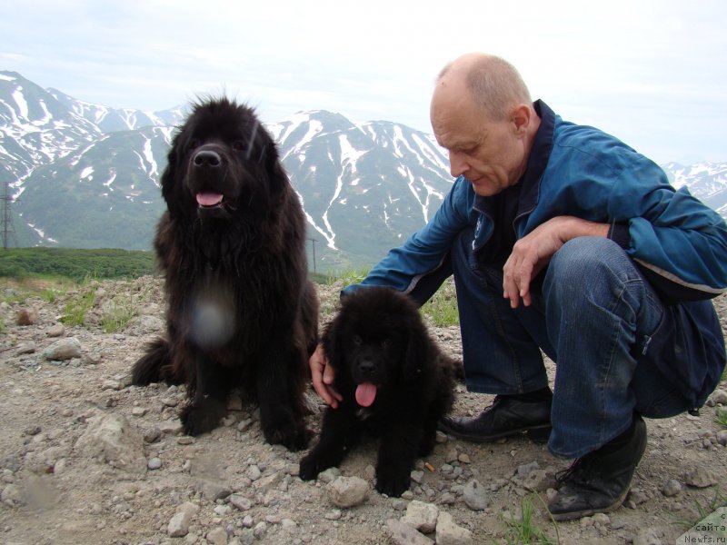 Фото: ньюфаундленд Sent Djons Tender Kiss of Elly (Сент Джонс Тендер Кисс оф Элли), ньюфаундленд Sent Djons Zhiscar D'Estaing Edmon (Сент Джонс Жискар Д'Эстен Эдмон), Борис