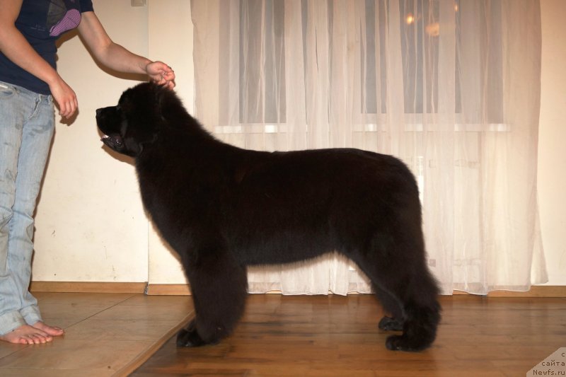 Фото: ньюфаундленд Fluffy Avalanch Exclusive Dream (Флюфи Аваланч Эксклюсиве Дрим)