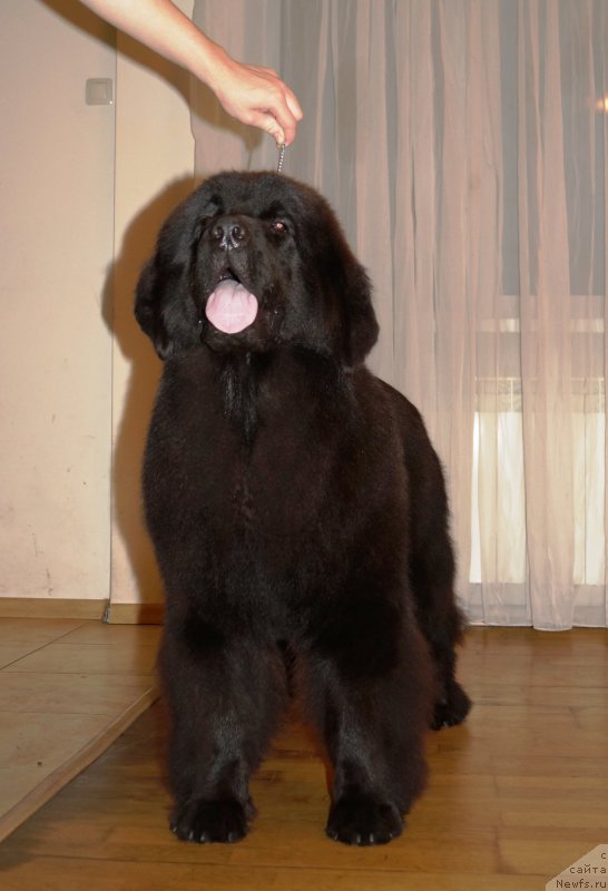 Фото: ньюфаундленд Fluffy Avalanch Exclusive Dream (Флюфи Аваланч Эксклюсиве Дрим)